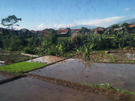 Rondreis Bali & Java - Rijstvelden