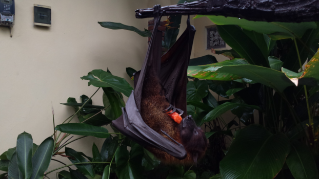 Rondreis Bali - We gingen voor een lunch en deze vleermuis hing voor het gebouw