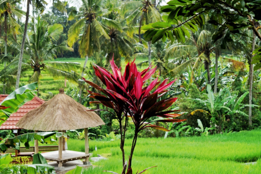 Bali - de prachtige rijstvelden na een regenbui