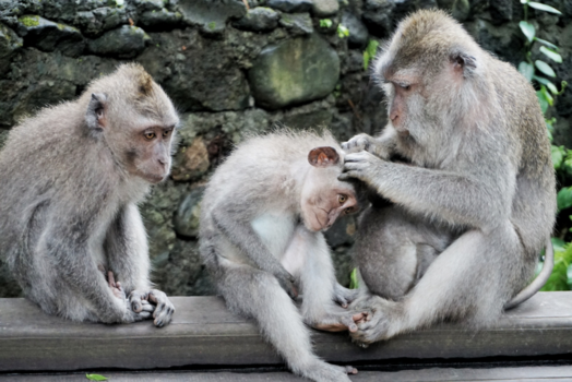 Bali - Monkey forest