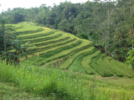 Bali - De schitterende rijstvelden op Bali