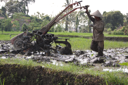 Ubud - Man aan het werk in het (rijst)veld