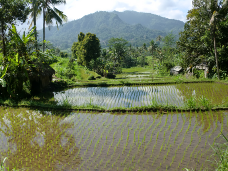 Bali - Prachtig Bali!!!