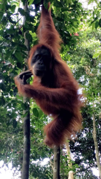 Sumatra - Deze mooie Orang oetan in het wild gespot