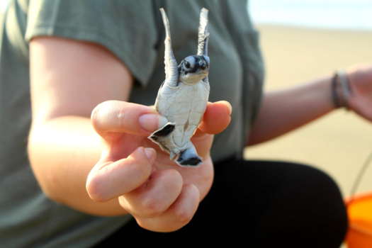 Meru Betiri National Park - Ready for my first dive!