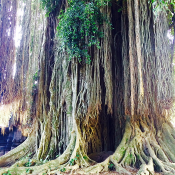 Bali - Banyan Tree