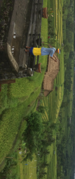 Bali - Rise fields Jatoluwih