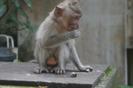 Ubud - Monkeyforest