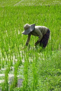 Bali - Rijstvelden Ubud - Bali