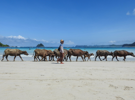 Lombok - Buffels op het strand