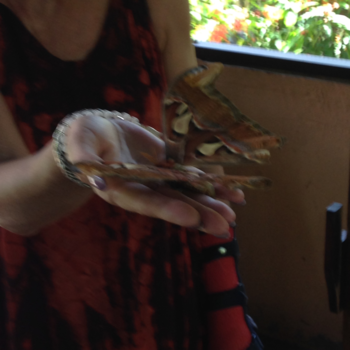 Rondreis Indonesië in vier weken - Butterfly park