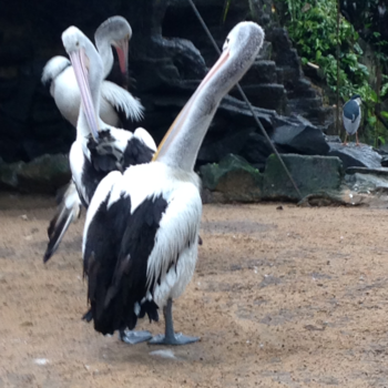 Rondreis Indonesië in vier weken - Billy bird vogelpark