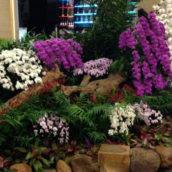 Rondreis Indonesië in vier weken - Orchideeën op vliegveld Denpasar