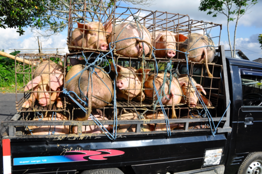 Rondreis Bali & Java - Uitzonderlijk vervoer !!!