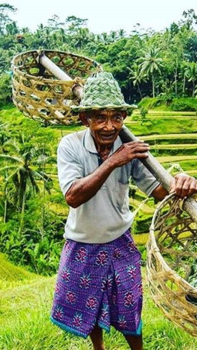 Bali - Rijstvelden