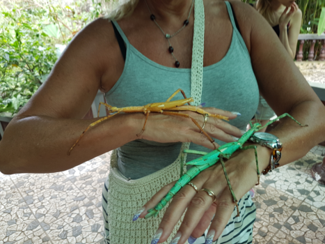 Bali - Wandelende takken in Butterflypark Bali