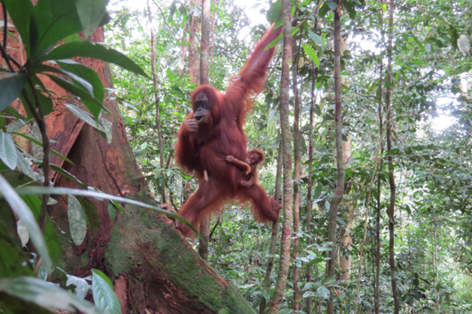 Sumatra - Slaap kindje  slaap