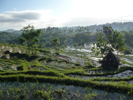 Bali - Rijstvelden bij Candidasa Bali