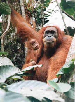 Gunung Leuser National Park - Wat zijn ze mooi, en wat lijken ze op ons