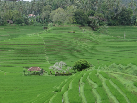 Bali - 50 tinten groen