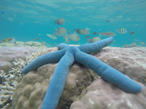 Bali - Een blauwe ster in een blauwe zee