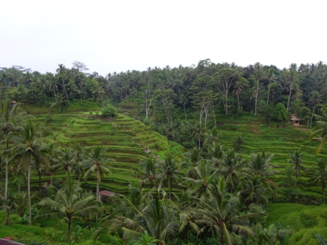 Bali - Rijstvelden