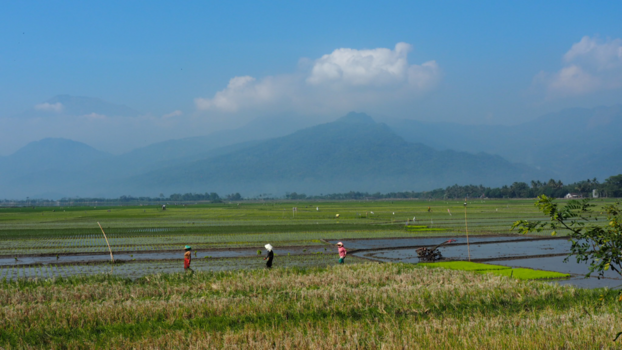 Rondreis Indonesië in vier weken - Rijstvelden op weg naar Yokjakarta