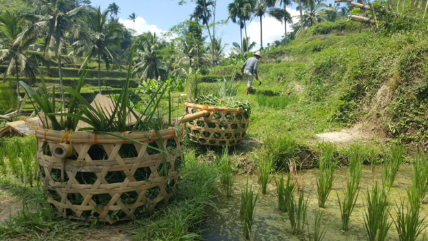 Bali - Pemetik Nasi