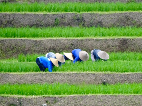 Bali - Werken op de rijstvelden.