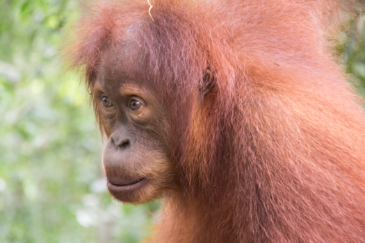 Sumatra - Baby Orang-oetan in de jungle van Sumatra. Zo mooi en bijzonder!