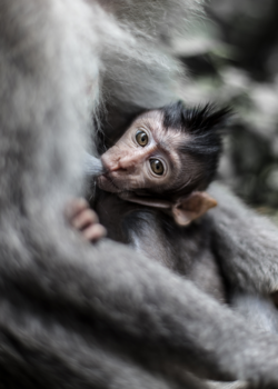 Bali - Monkey Temple