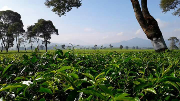 Java - Theeplantage Malabar op Java