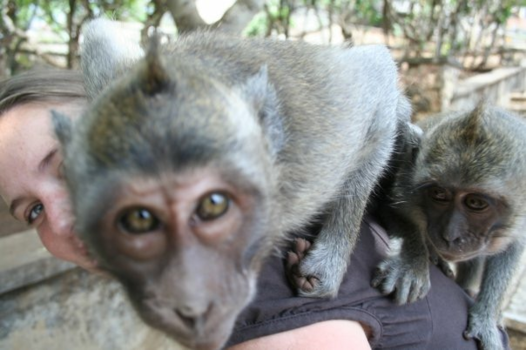 Bali - Monkey business