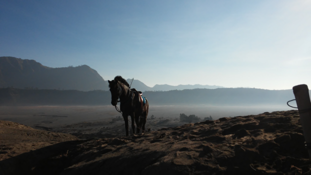 Java - Mooiste paard op de Bromo Vulkaan