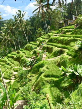 Bali - Tagelallang/Ubud novmber 2017