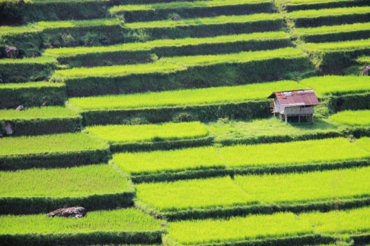 Flores - Flores - rijstvelden