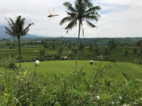 Bali - Rijstvelden