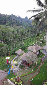 Bali - View at Tegallalang