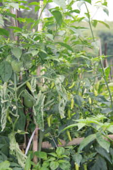 Rondreis Indonesië in vier weken - Mijn roots