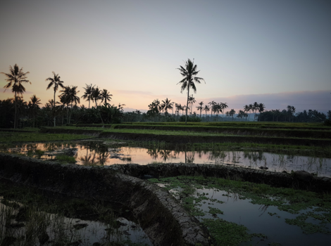 Rondreis Bali & Java - wandeling door de rijstvelden Kalibaru