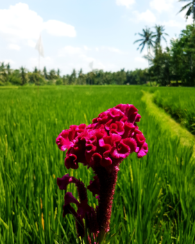 Rondreis Bali & Java - Hanekambloem  in rijstveld Bali
