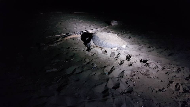 Rondreis Indonesië in vier weken - Reservaat schildpaddenstrand Bali