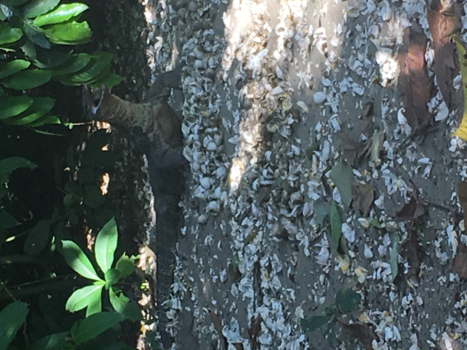 Rondreis Indonesië in vier weken - Varaan reservaat Bali