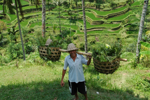 Bali - Harde werker in de rijstvelden