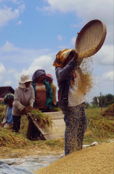 Bali - Hard werkende vrouwen in het rijstveld