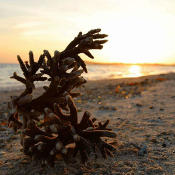 Bali - Sea treasure.