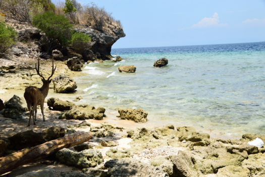 Bali - Menjangan eiland.