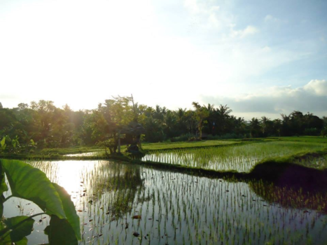 Bali - Serenity of a rice field