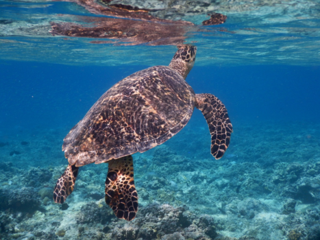 Gili-eilanden - Schildpad happend naar lucht