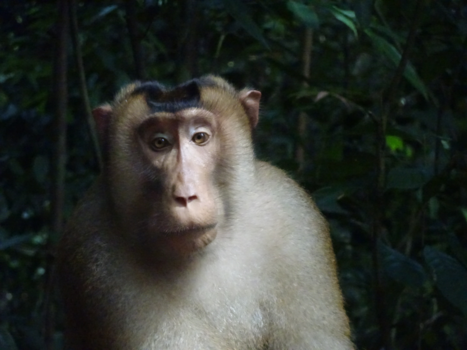 Sumatra - Deze uitdrukking ... prachtig! . Gemaakt in de mooie jungle  van Sumatra